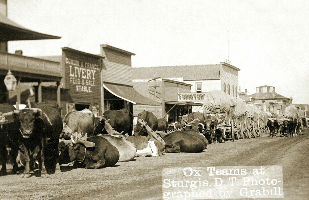 1892 Ox Teams At Sturgis Dakota Territory Vintage Old Photo Reprint