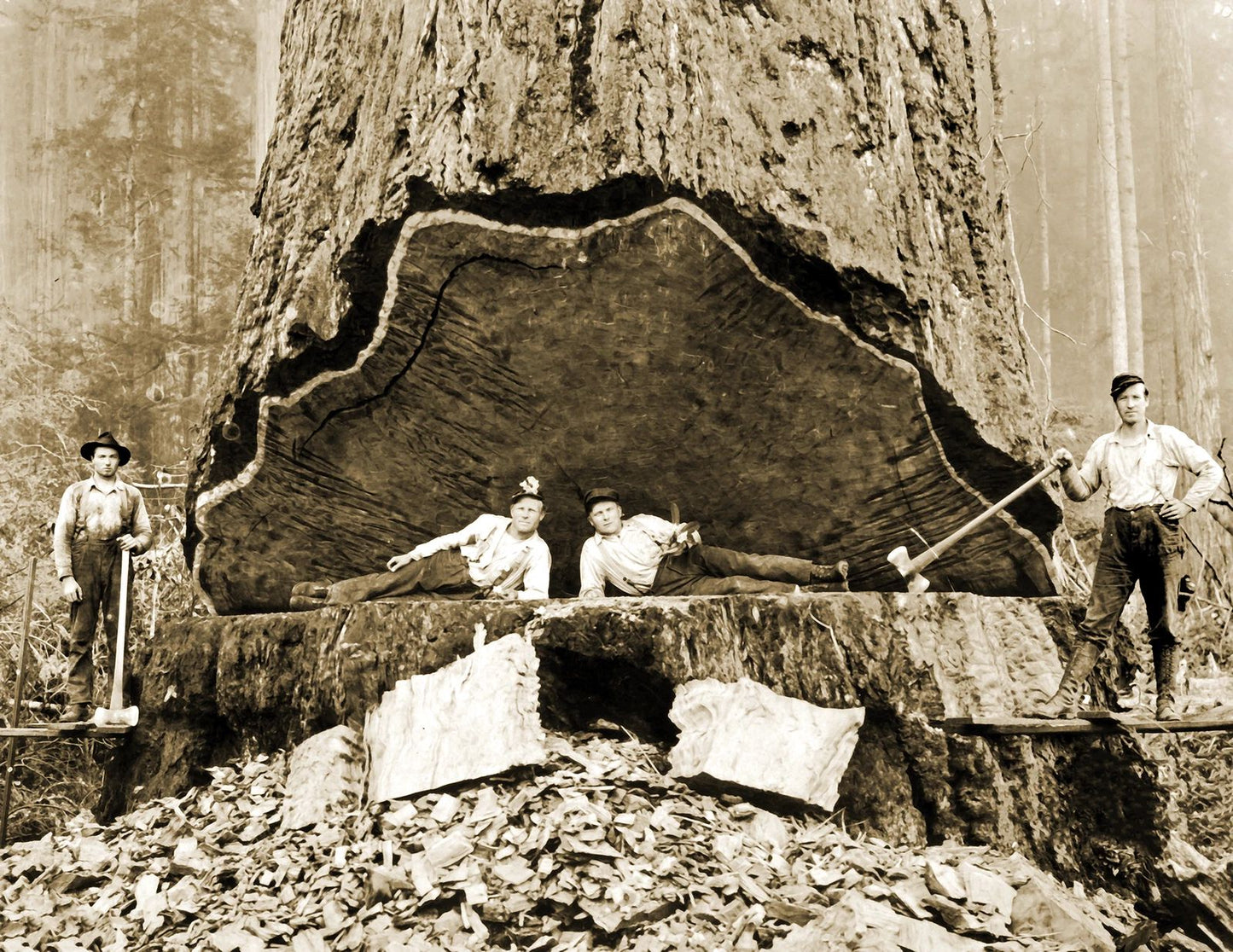 1906 Falling Redwood California Old Photo Picture Reprint