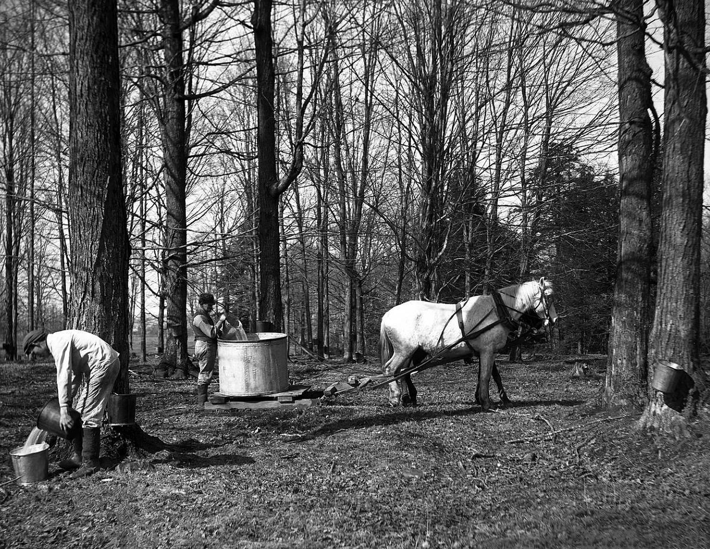 1906 Maple Sugaring Tompkins County New York Old Vintage 300 Piece Jigsaw Puzzle