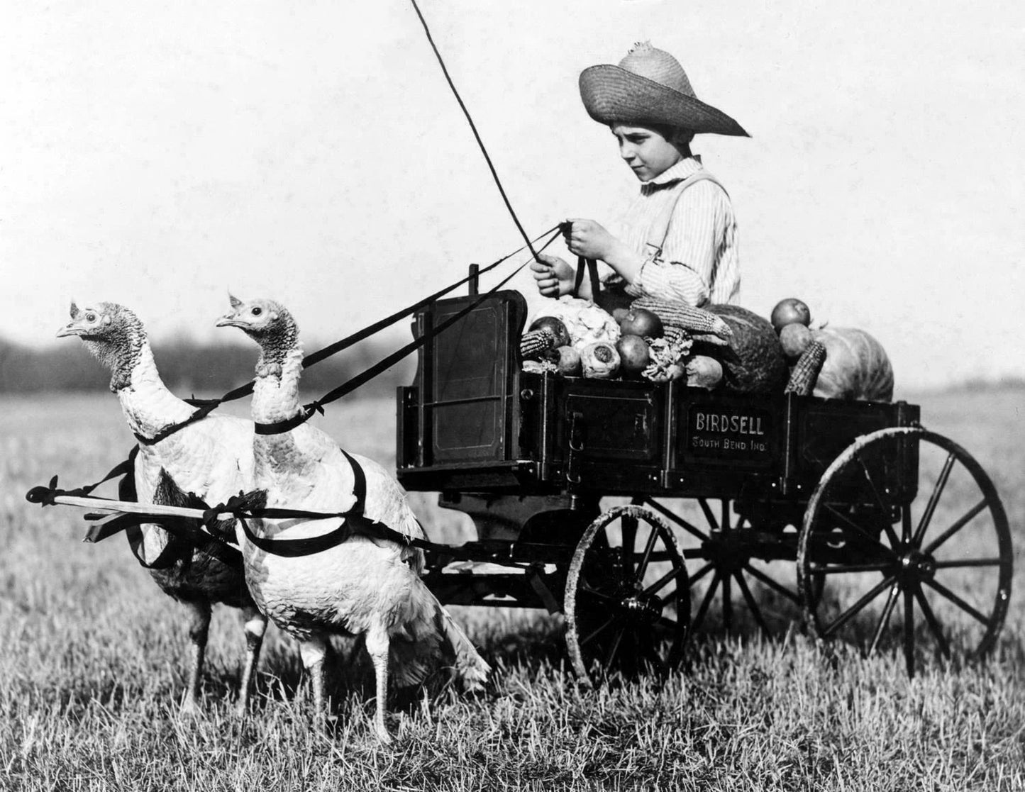 1909 Cute Boy & Turkey Drawn Wagon Old Vintage Photo Picture Reprint