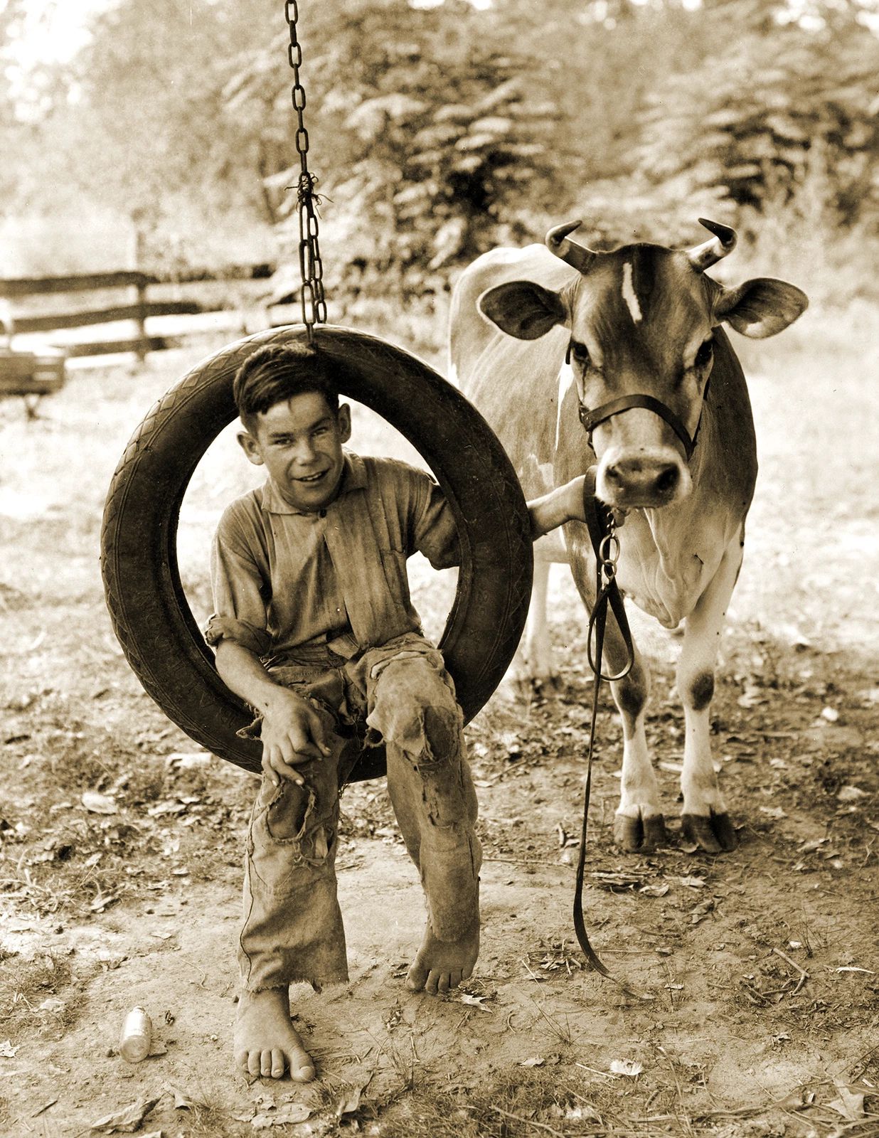 1930 Boy On Tire Swing With A Cow Old Historic Vintage Photo Reprint