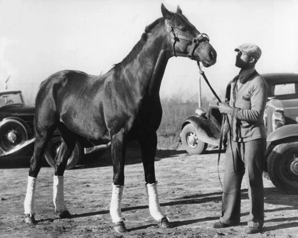 1934 Thoroughbred Equipoise Glossy Photo Racehorse Print Poster
