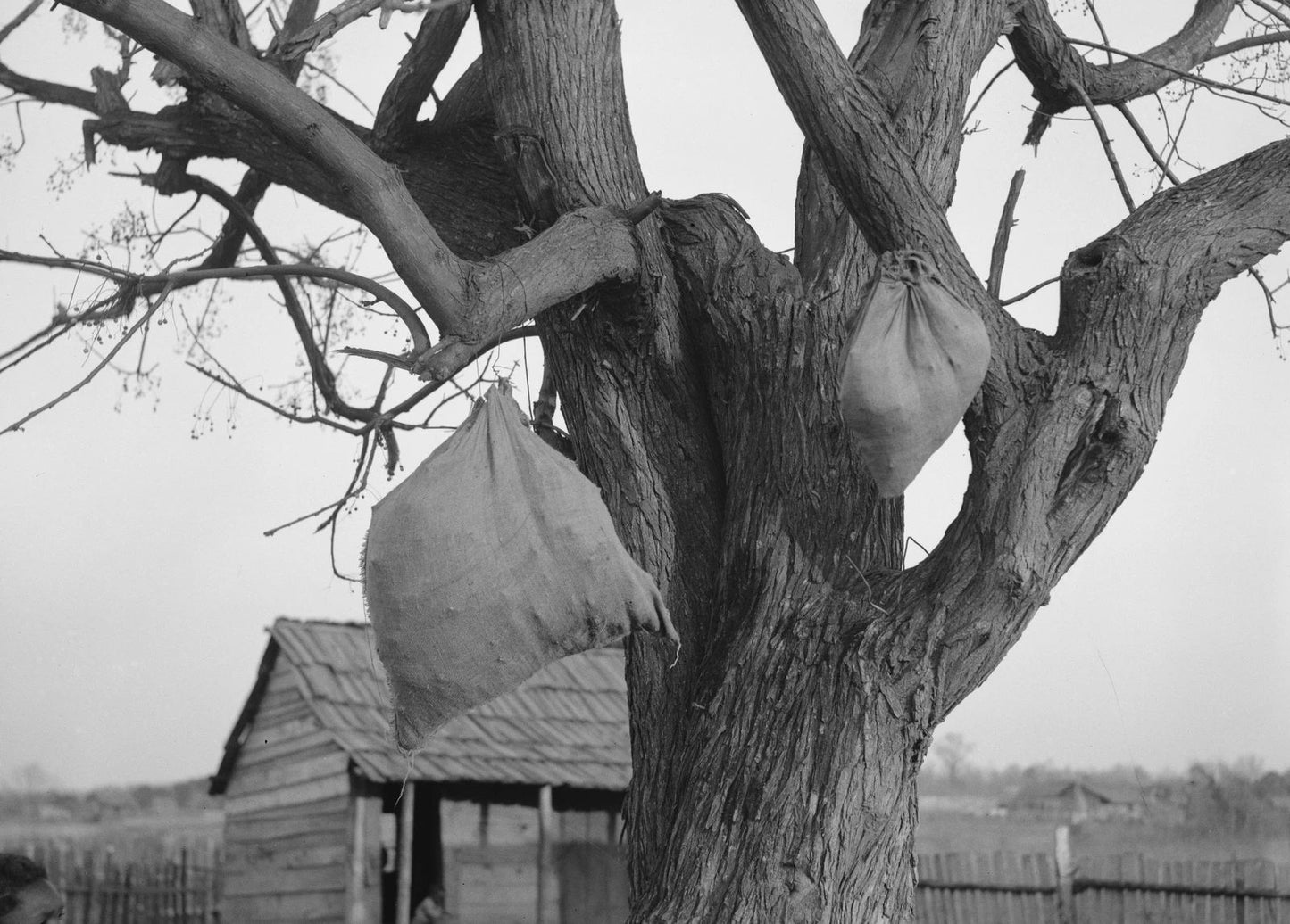 1937 Curing Meat In Tree Gees Bend Alabama Wilcox Vintage Old Photo