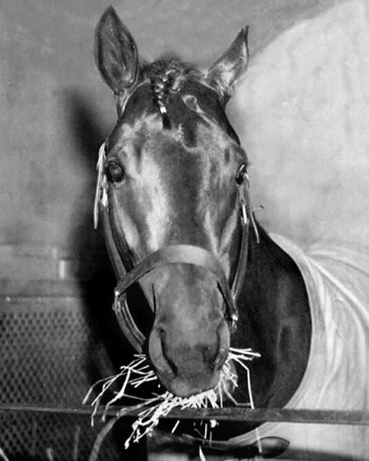 1937 Triple Crown Racehorse War Admiral Glossy Photo Print Horse Poster