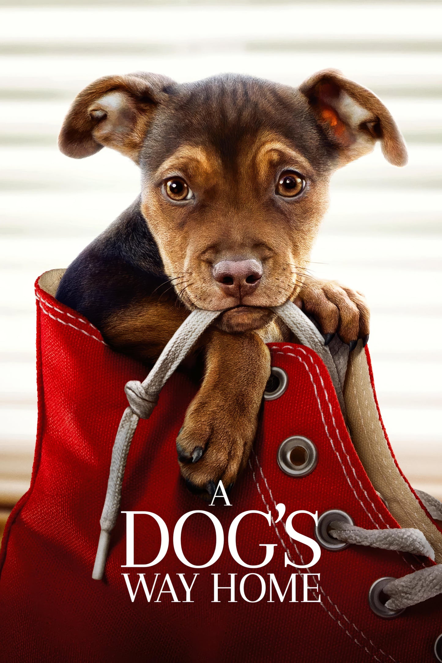 A Dog S Way Home (2019) Movie Poster