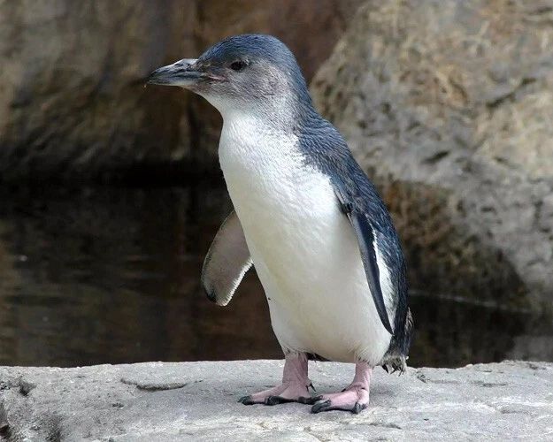 Baby Penguin Glossy Photo Print Artic Poster Nature Wildlife Winter