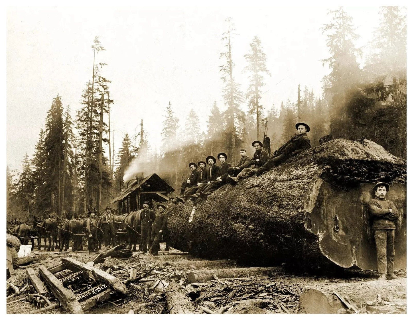 1905 Horse Team Hauling A Giant Log Washington Retro Logger Photo Poster