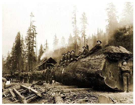 1905 Horse Team Hauling A Giant Log Washington Retro Logger Photo Poster