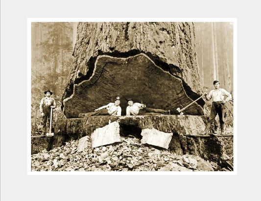 1906 Falling Redwood California Classic Retro Lumberjack 300 Piece Jigsaw Puzzle