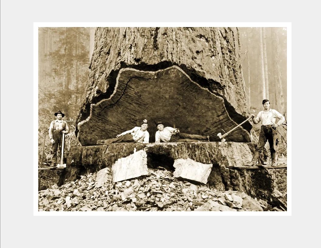 1906 Falling Redwood California Classic Retro Lumberjack Photo Poster