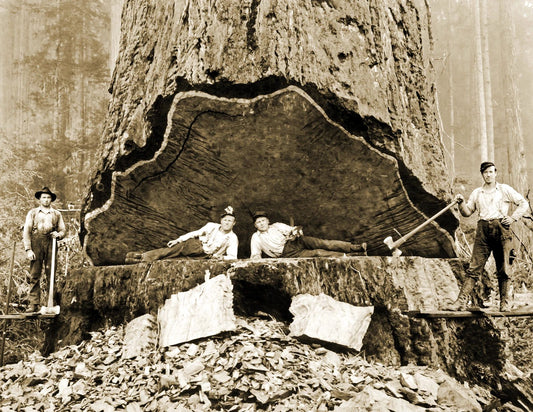 1906 Falling Redwood California Old Keychain Picture Reprint