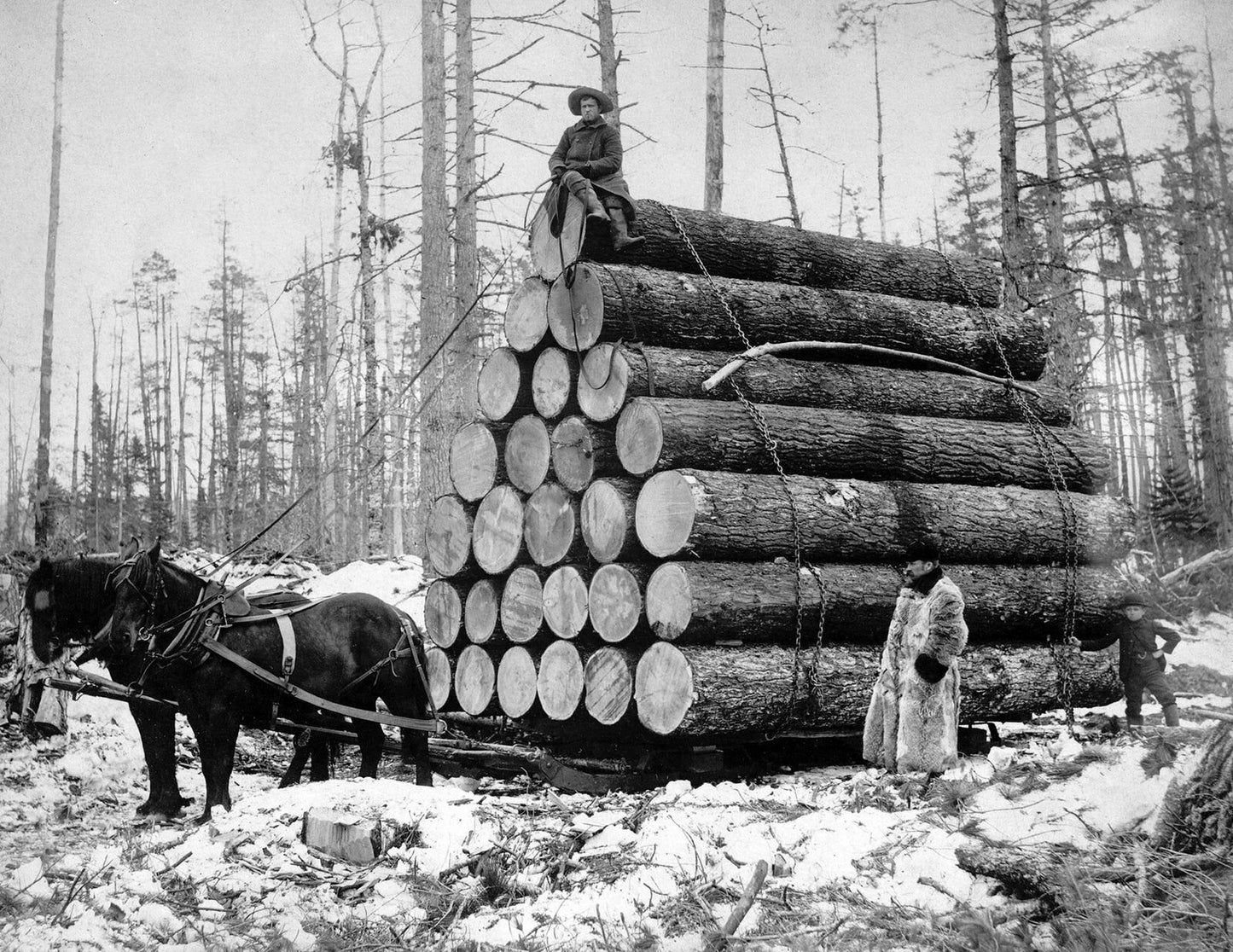 1908 Large Load Of Logs Vintage Old Magnet Reprint