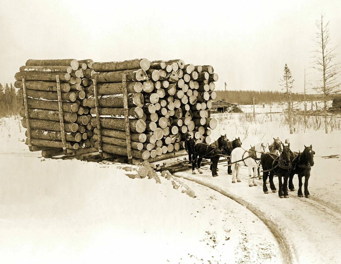 1909 Huge Load Of Logs Pine Island Minnesota Old Photo Reprint