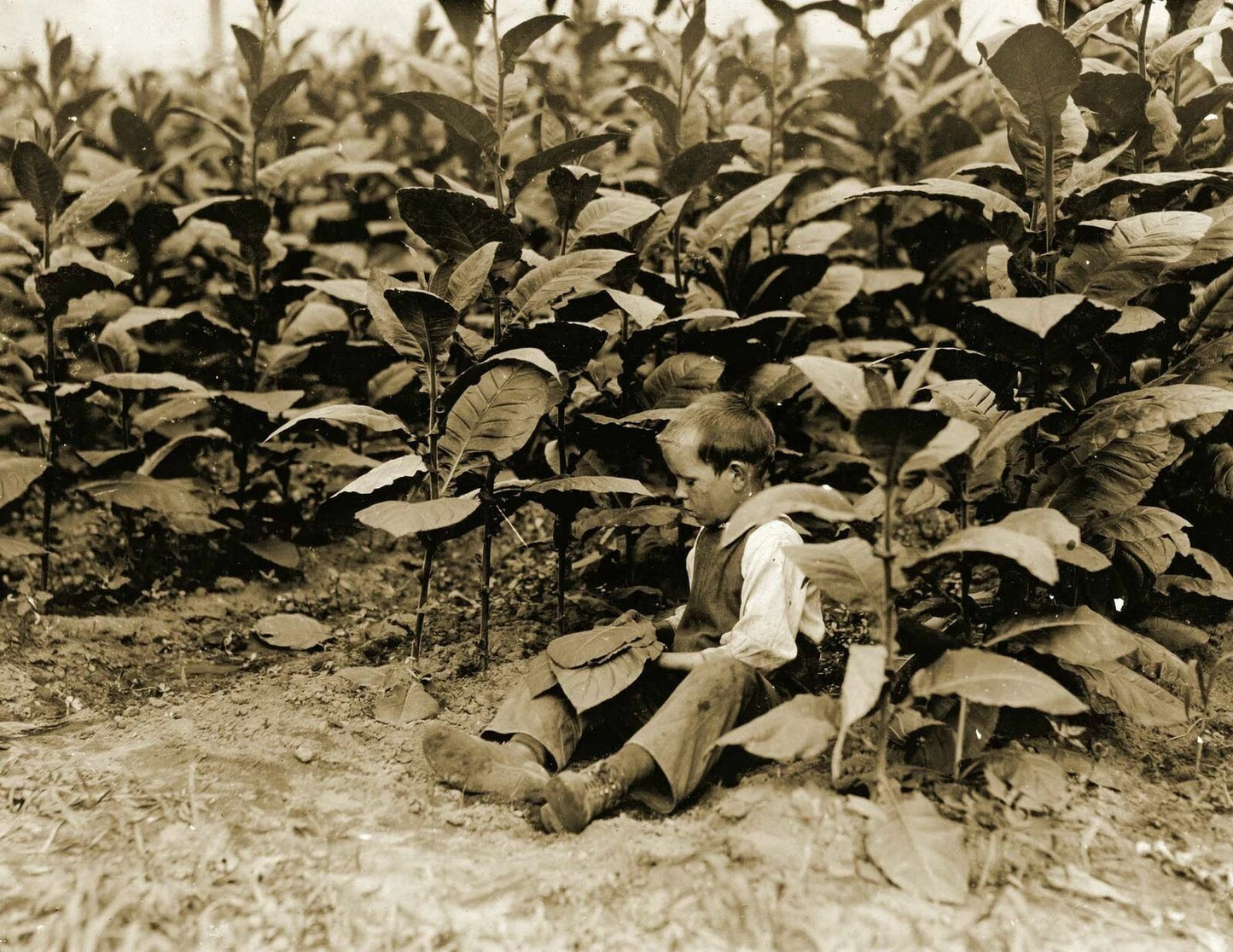 1917 9 Year Old Tobacco Picker Weatogue Ct Old Vintage 300 Piece Jigsaw Puzzle