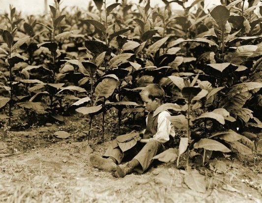 1917 9 Year Old Tobacco Picker Weatogue Ct Old Vintage Photo Reprint