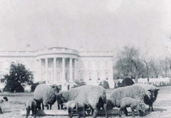 1918 Dc Wwi President Wilson Supporting Troops With Sheep Picture Magnet