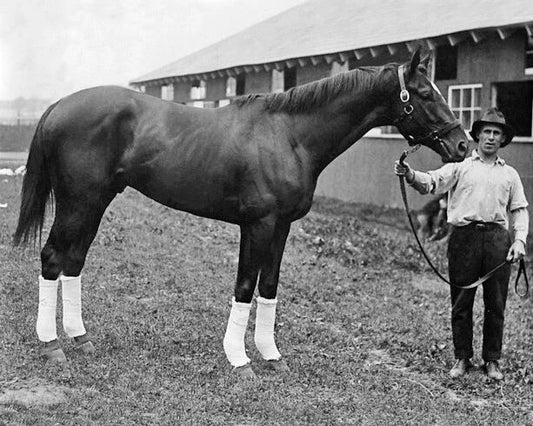 1920 Champion Racehorse Man O War Glossy Magnet Print Thoroughbred Magnet