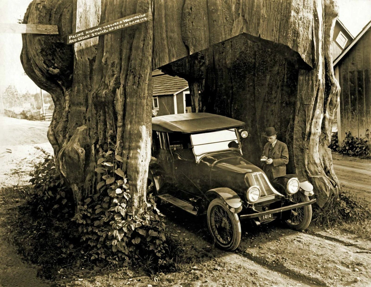 1920 Pacific Highway Through A Washington Red Cedar Old Magnet Reprint