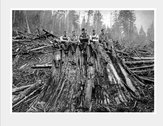 1925 Loggers Sitting On Cedar Stump Wa Old Vintage Retro Photo Poster