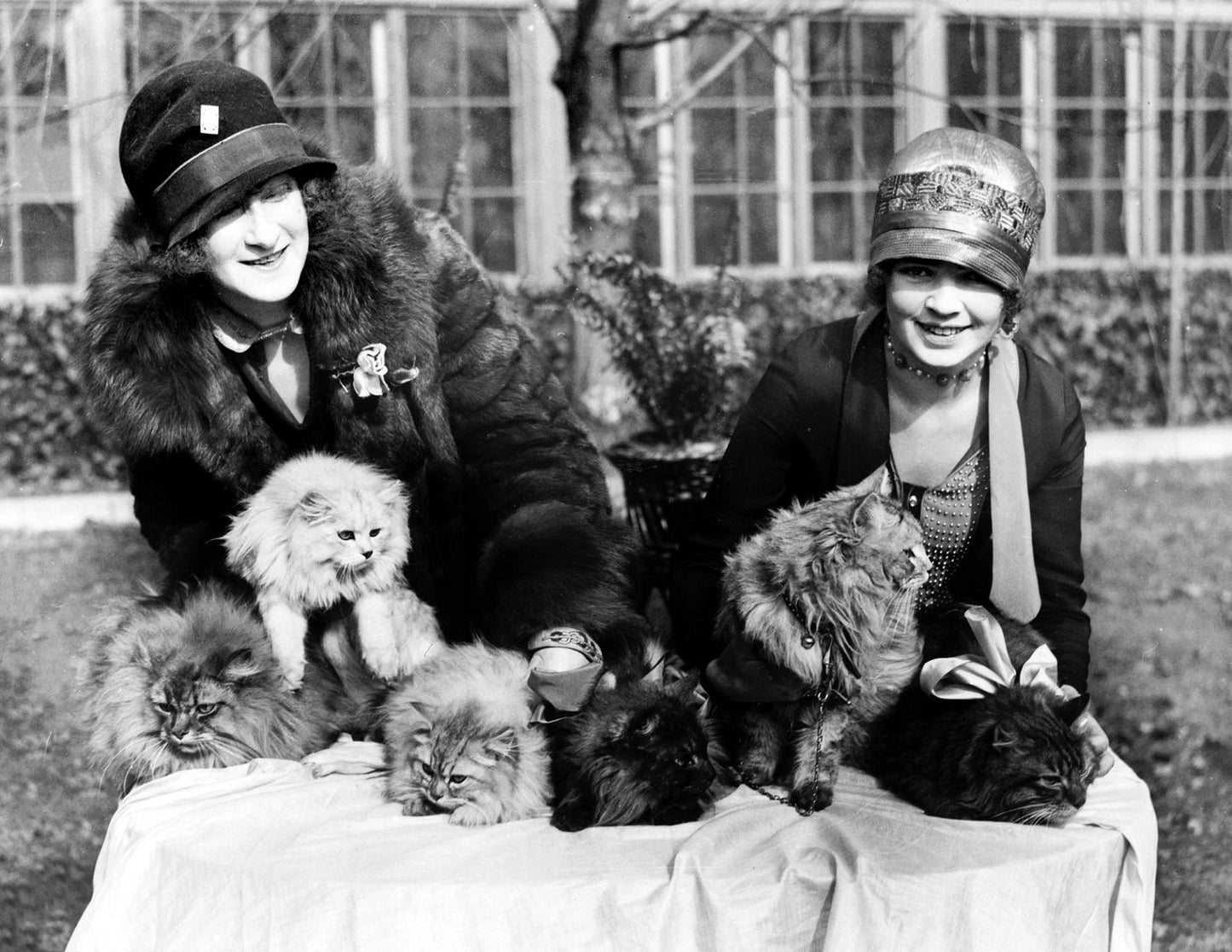 1930 Washington Cat Show Pets Feline Vintage Old Photo Reprint