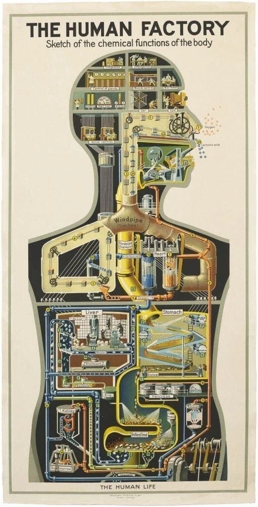 1931 The Human Factory Vintage Retro Industrial Anatomy Photo Poster In