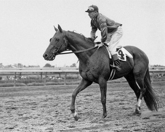 1942 Champion Race Horse Whirlaway Glossy Photo Thoroughbred Print