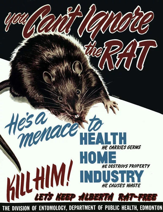 1948 Alberta Department Of Public Health Rat Magnet Art Print Reprint