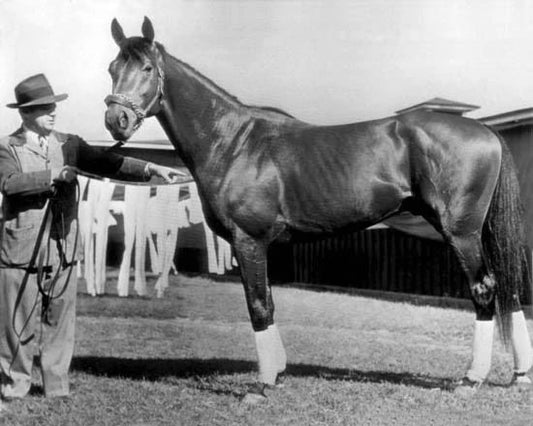 1948 Triple Crown Horse Citation Glossy Magnet Glossy Thoroughbred Print