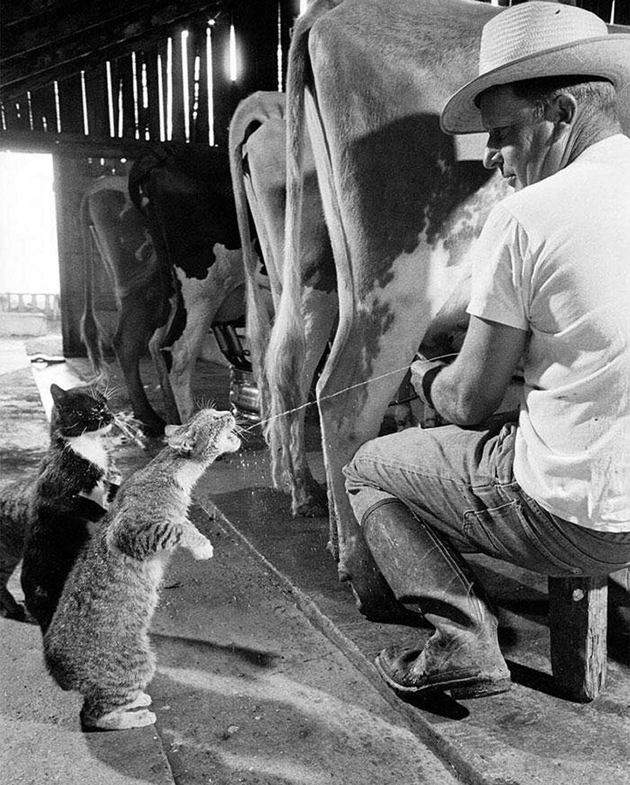 1954 Cats Drinking Fresh Milk From A Cow Cute Retro Farm Picture Photo