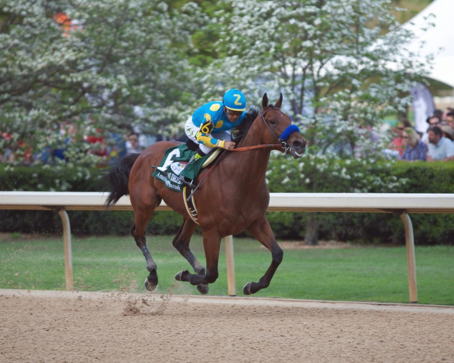 2015 Triple Crown Champion American Pharoah Glossy Magnet Thoroughbred Print