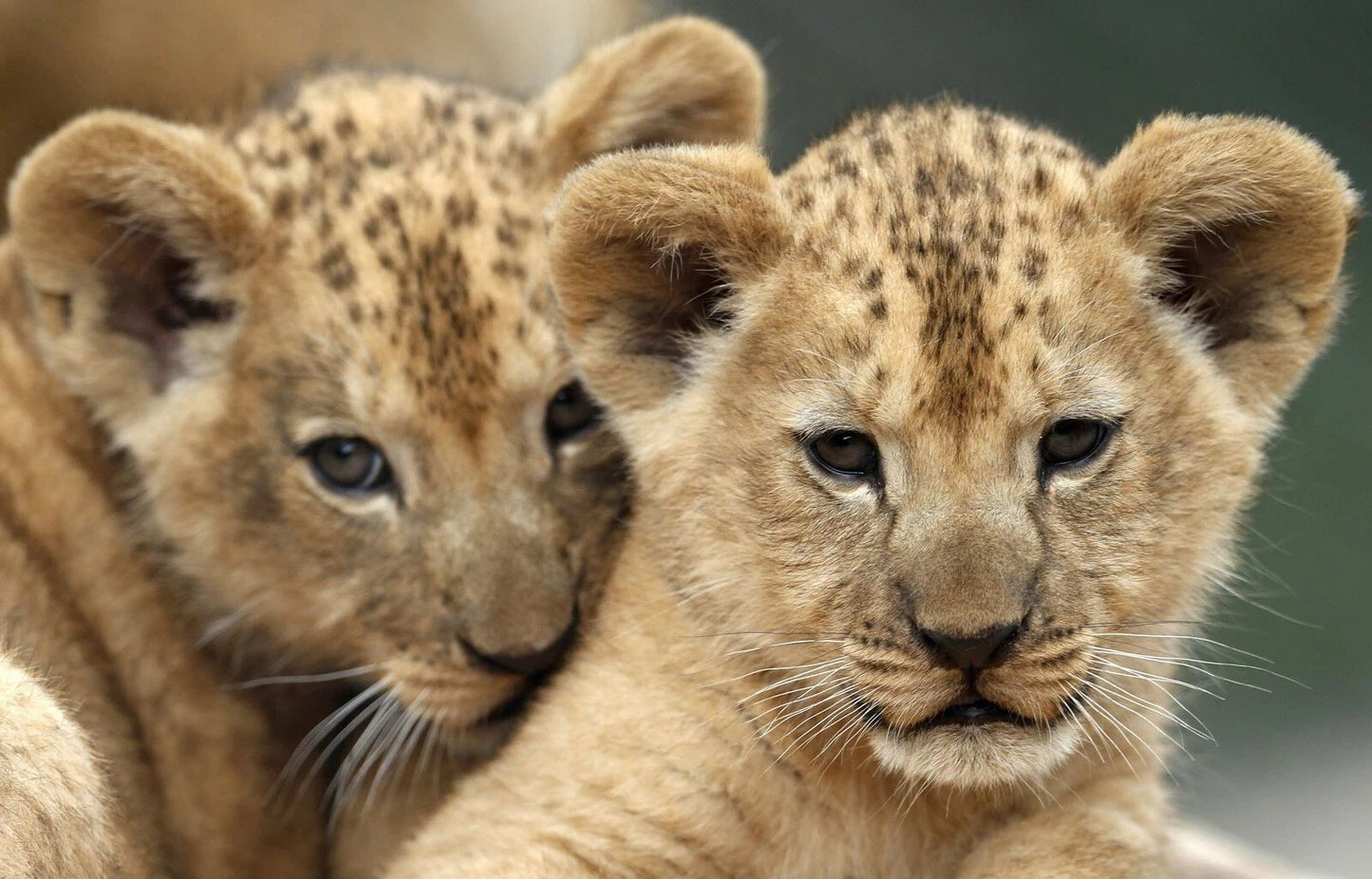 2 Barbary Lion Cubs Magnet Picture Magnet Beautiful Wild Adorable Nature