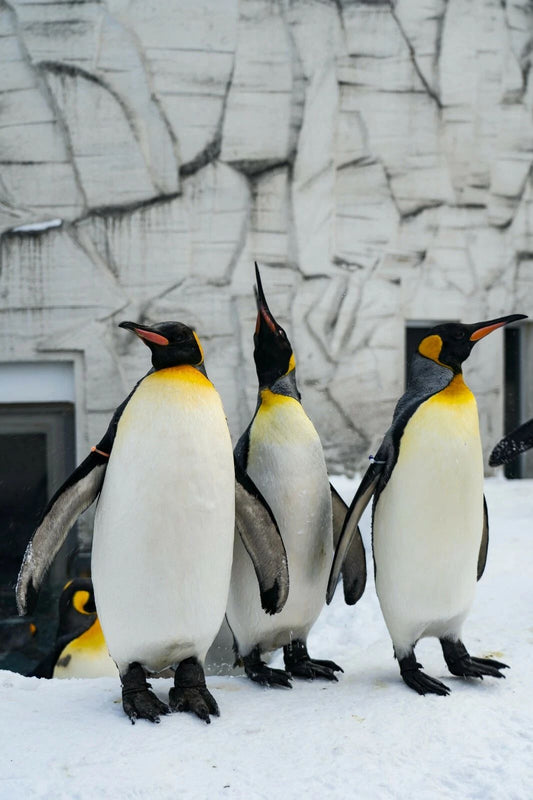3 Penguins Chillin Hard Magnet Picture Magnet Arctic Snow Ice Birds