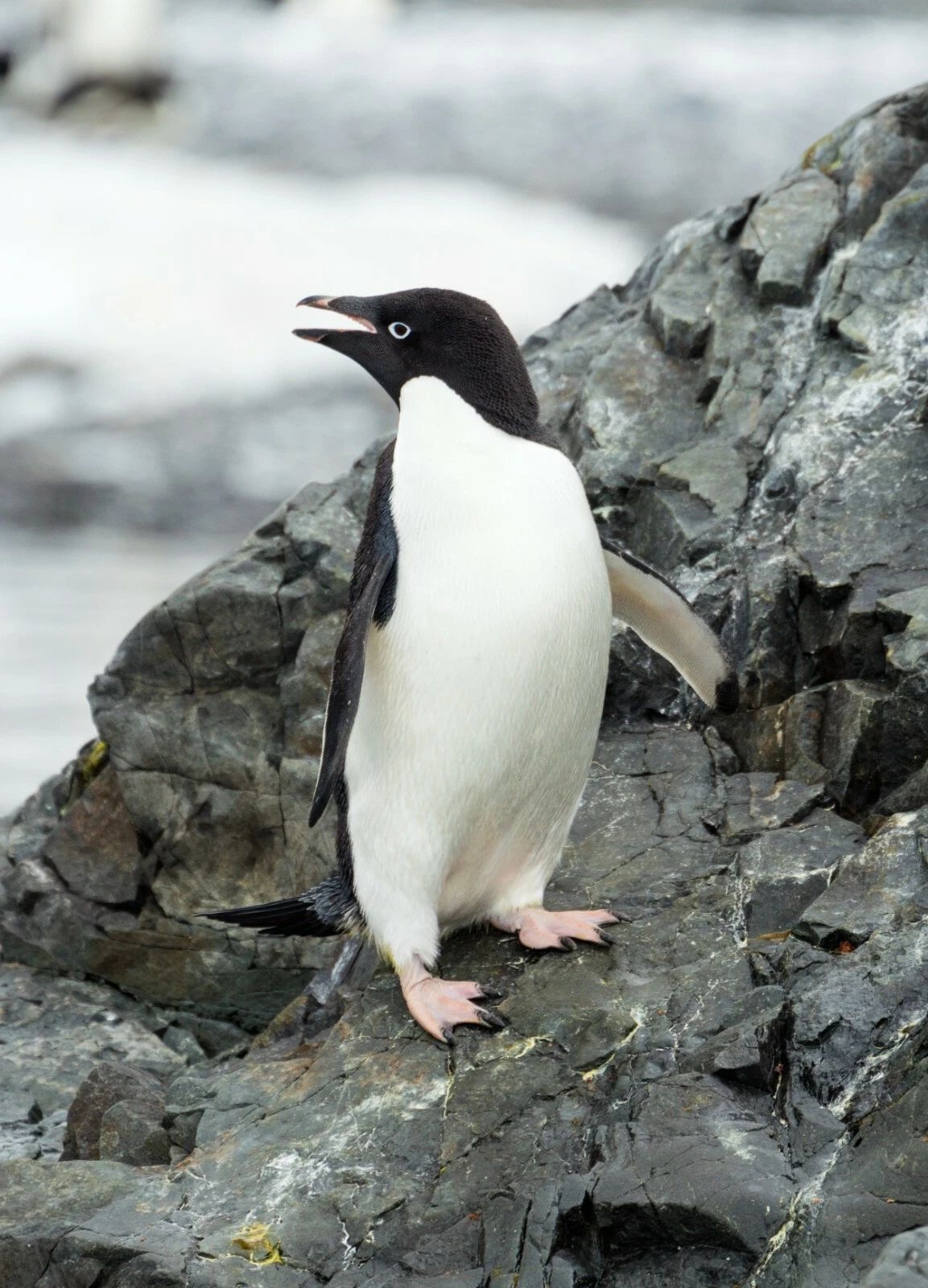 Adelie Penguin Aquatic Cold Arctic Bird Keychain Keychain Picture Print