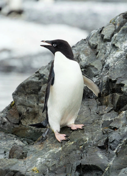 Adelie Penguin Aquatic Cold Arctic Bird Poster Photo Picture Print