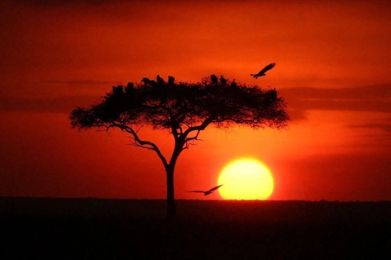 African Acacia Tree Sunset Nature Print Plants Vachellia 300 Piece Jigsaw Puzzle