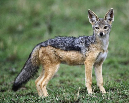 African Jackal Glossy Magnet Magnet Nature Wildlife Black Backed
