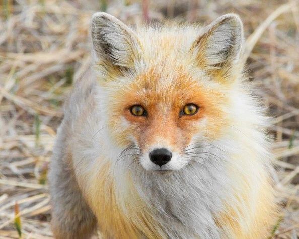 Alasken Red Fox Glossy Keychain Keychain Nature Wildlife Print