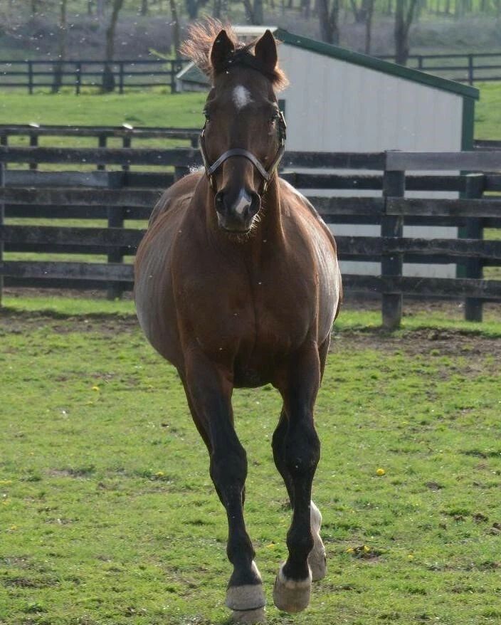 Albert The Great Magnet Horse Racing Picture Jockey