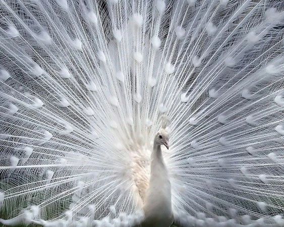 Albino Peacock Glossy Keychain Wildlife Peafowl Print Bird Keychain