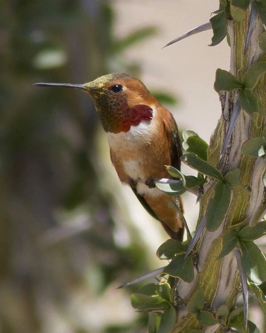 Allen'S Hummingbird Glossy Keychain Print California Keychain Bird Wildlife