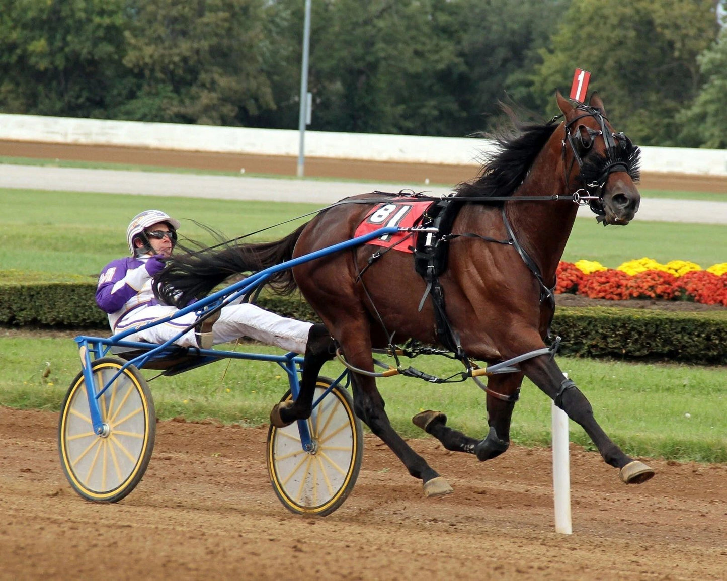 Always B. Miki Magnet Harness Horse Racing Picture