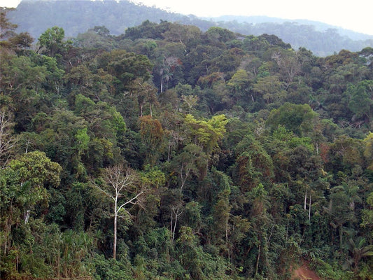 Amazon Rain Forest Peru Peruvian Nature Magnet Picture Magnet