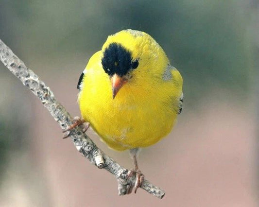 American Goldfinch Glossy Magnet Bird Print Wildlife Magnet