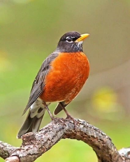 American Robin Glossy Keychain Wildlife Print Bird Keychain