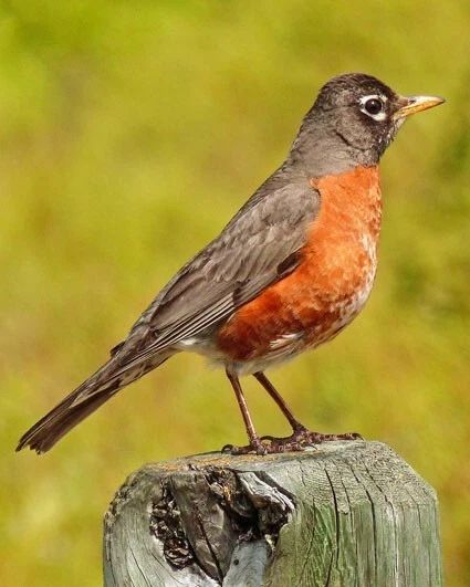 American Robin On A Post Glossy Magnet Wildlife Print Bird Magnet
