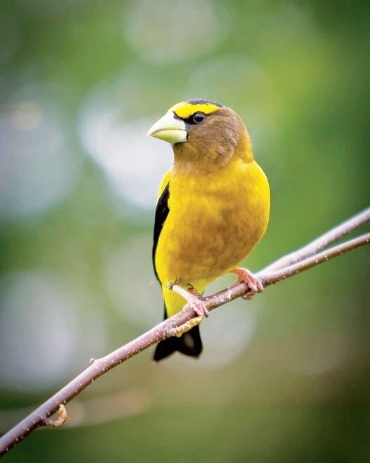 American Yelllow Finch Glossy Keychain Bird Print Wildlife Keychain