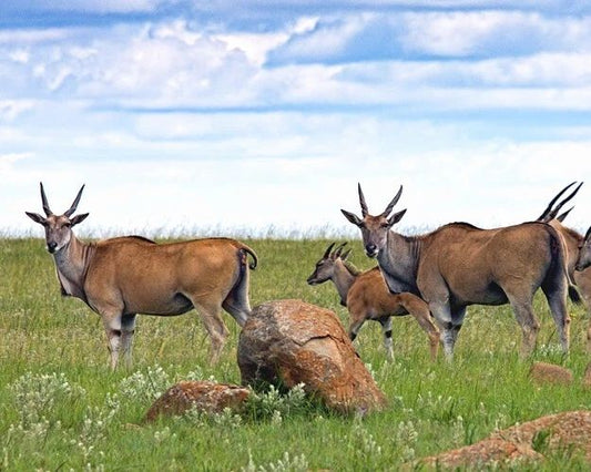 Antelope Along The Prairie Glossy Magnet Animal Print Magnet Nature