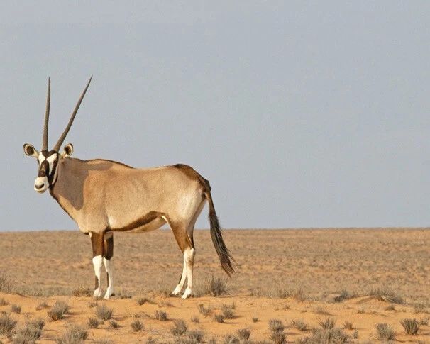 Antelope In The Desert Glossy Photo Animal Print Wall Art Poster Nature