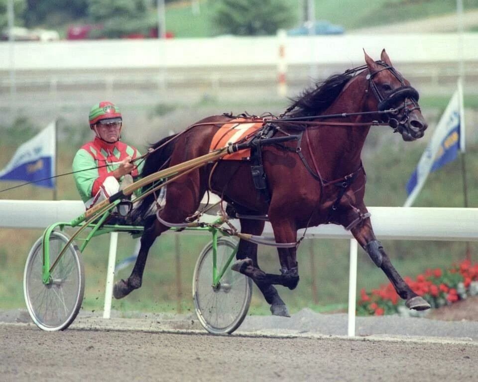 Artsplace Photo Harness Horse Racing Picture
