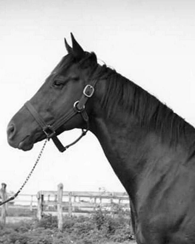 Assault Keychain Horse Racing Picture